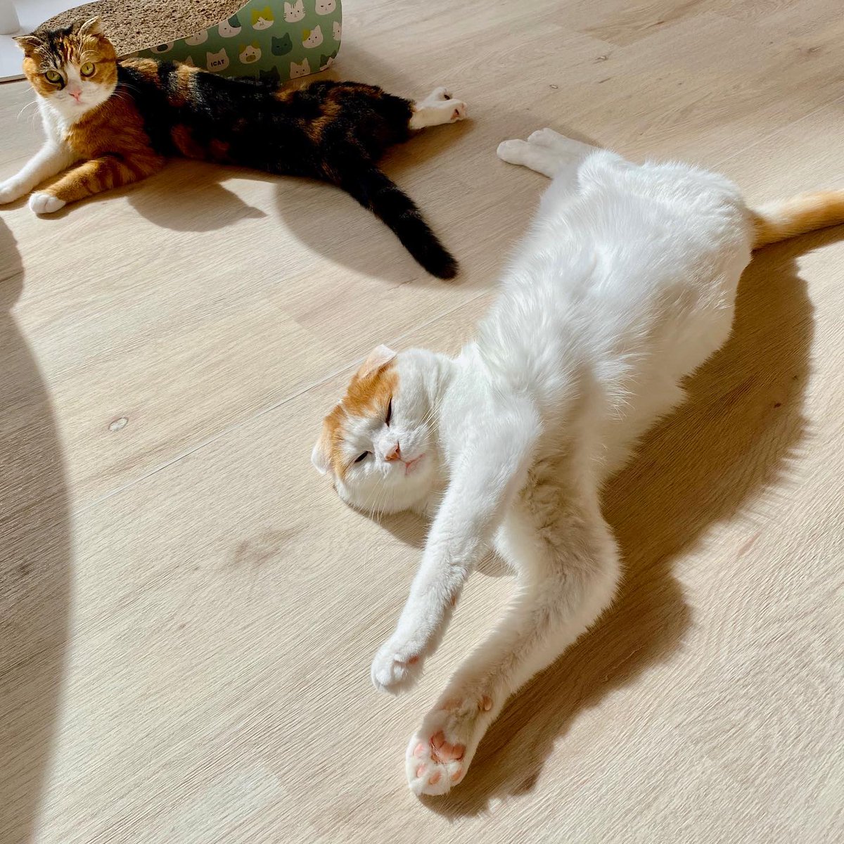 Fluffy S Cafe フラッフィーズカフェ Twitterren 日向ぼっこ 投稿 富里 京都猫カフェ 猫カフェ Fluffy Fluffyscafe 京都観光 京都河原町 Kyototrip Catcafe Cat ねこ 猫 里親募集 子猫販売 T Co 6gywnxqiyh Fluffy S Cafe フラッフィーズカフェ Twitterren 日向ぼっこ 投稿 富里 京都猫カフェ 猫カフェ Fluffy Fluffyscafe 京都観光 京都河原町 Kyototrip Catcafe Cat ねこ 猫 里親募集 子猫販売 T Co 6gywnxqiyh