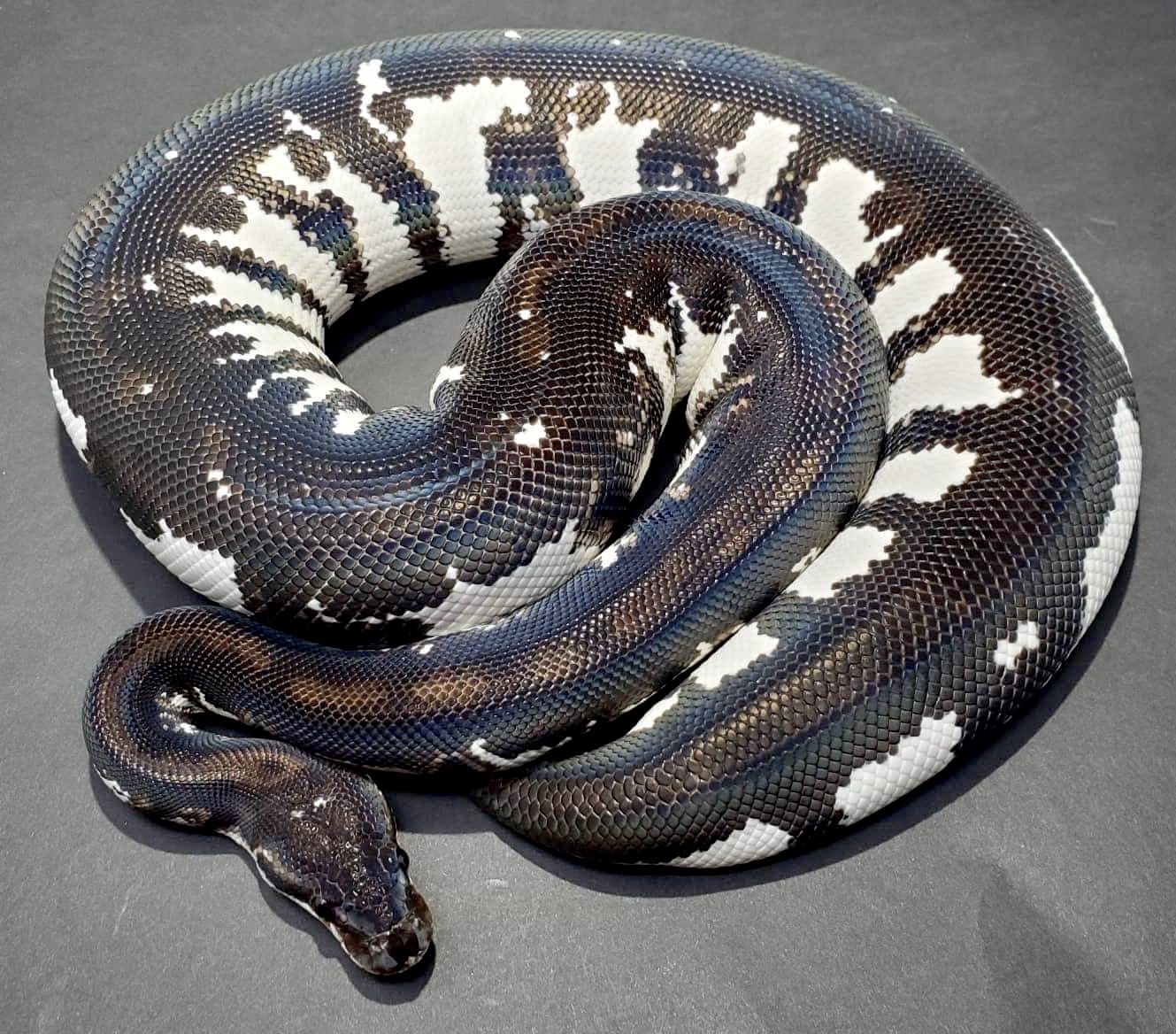 Deureptiles たくさんのお問い合わせありがとうございます 特にご質問の多いストームトルーパーはご購入可能です 価格はまだ上下の可能性があるのですが 中堅クラスの輸入車の新車くらい です もう少しで1500gの です お問い合わせお待ちして Deureptiles たくさんのお問い合わせありがとうございます 特にご質問の多いストームトルーパーはご購入可能です 価格はまだ上下の可能性があるのですが 中堅クラスの輸入車の新車くらい です もう少しで1500gの です お問い合わせお待ちして