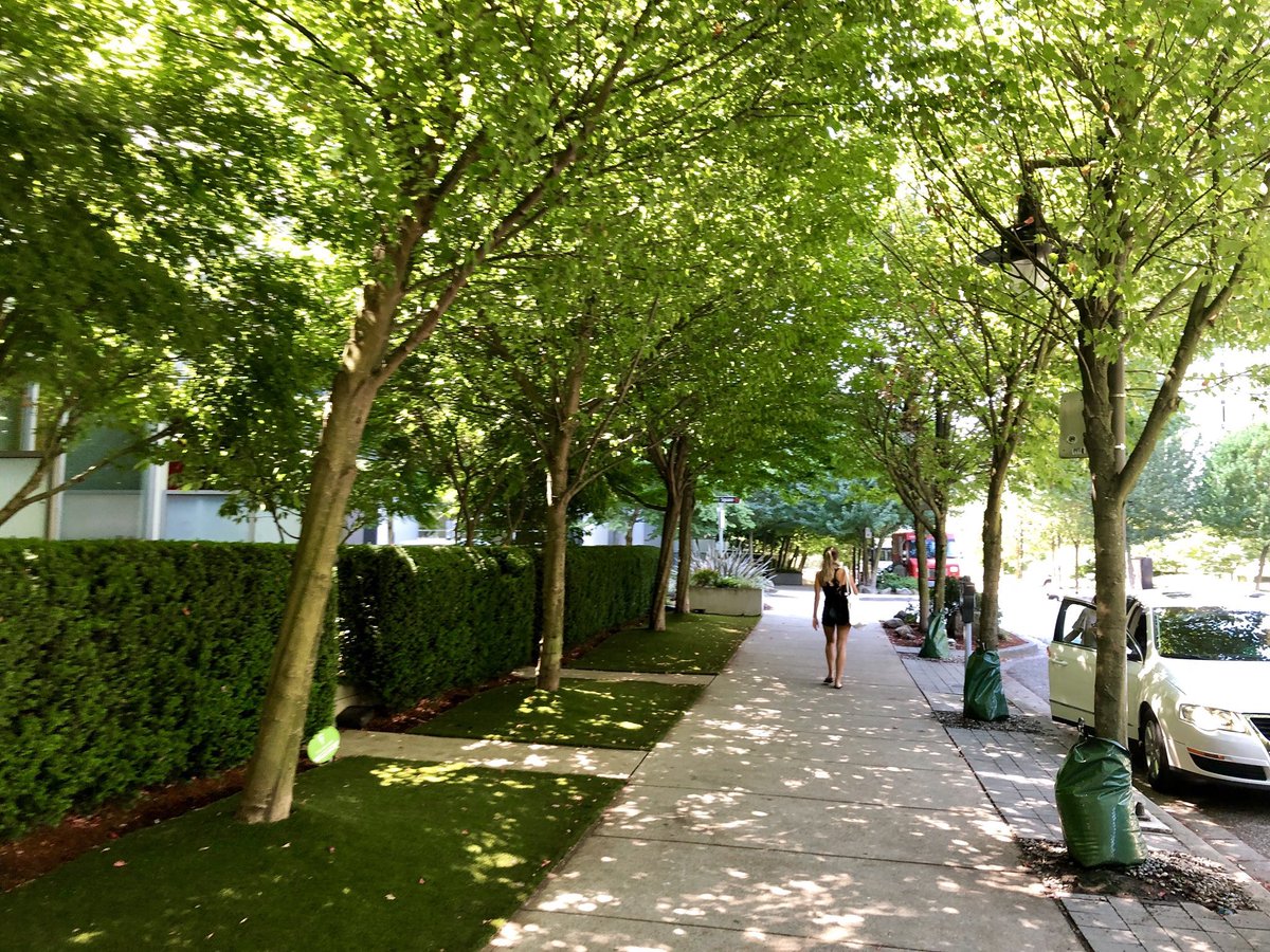 Do you know what a “kissing canopy” is? It’s when tree canopies above a street, sidewalk or path grow enough to touch overhead. It can create a beautiful, comfortable condition on a street — but it ONLY happens when the RIGHT design decisions are made. #StreetsAreBetterWithTrees