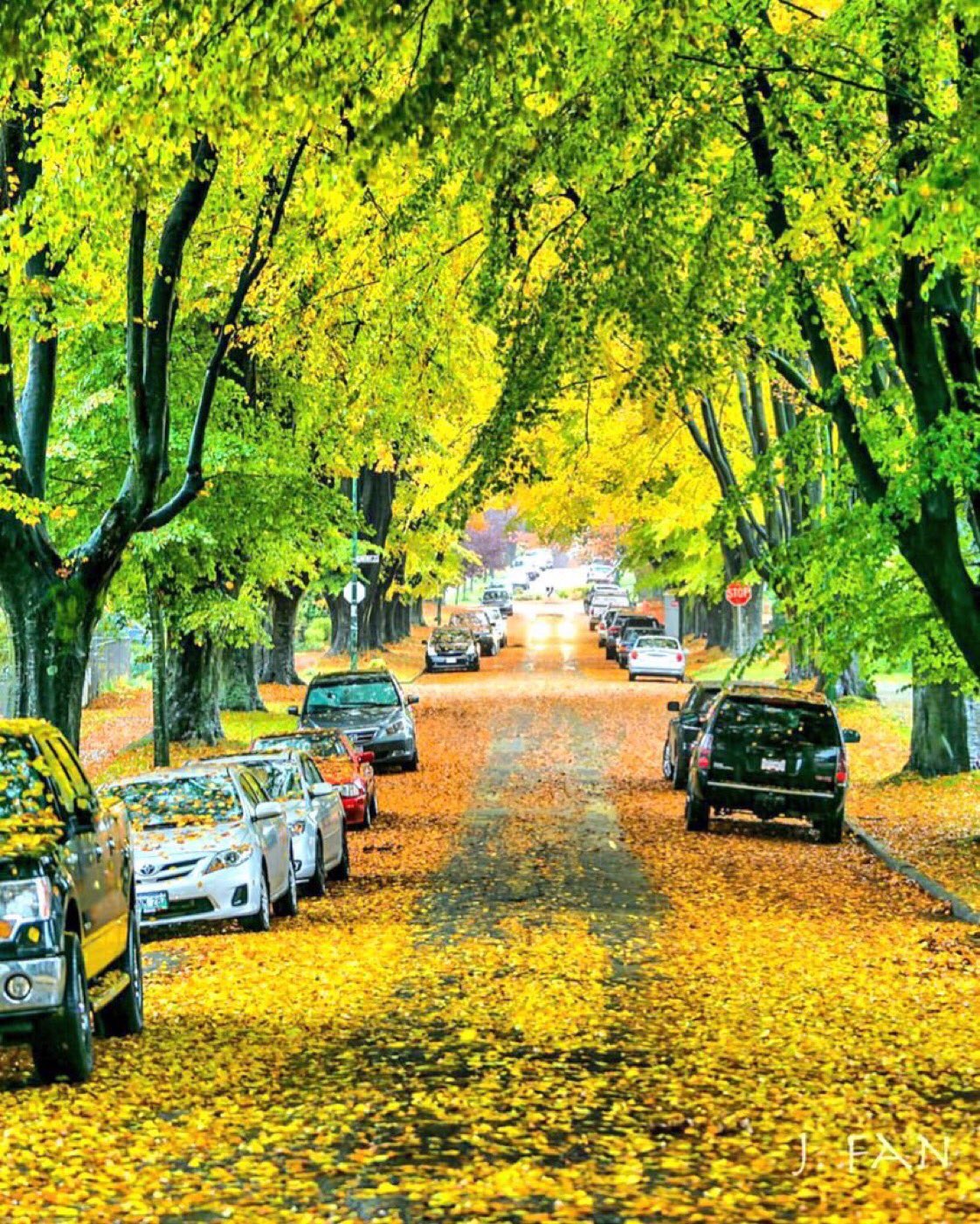 Seattle Street Trees (TreesOfSeattle) / Twitter
