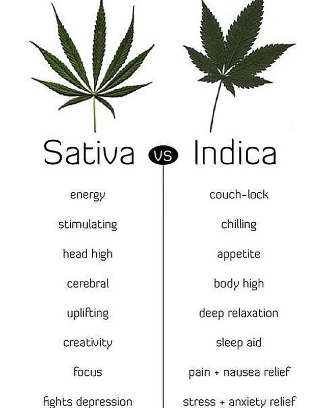 The different advantages between sativa and indica! Know what you take.