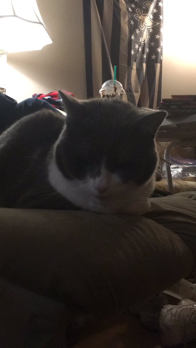PBluejean's tweet photo. #CatsOfTwitter Introducing Annabell @Annabel71575794 
Let’s give her a warm welcome 👏 👏 👏 https://t.co/tJpEyxmtUx