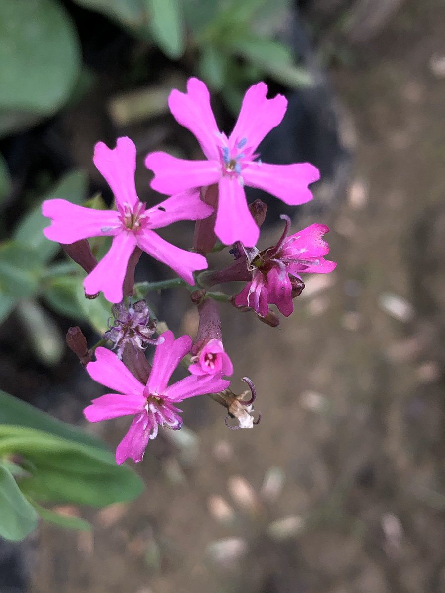 ajaykh23's tweet image. Beautiful flowers that can charm unsuspecting small insects and trap them. #SileneArmeria, commonly known as the Sweet William #catchfly.