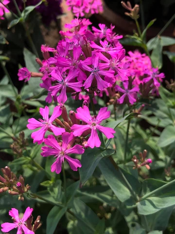 ajaykh23's tweet image. Beautiful flowers that can charm unsuspecting small insects and trap them. #SileneArmeria, commonly known as the Sweet William #catchfly.