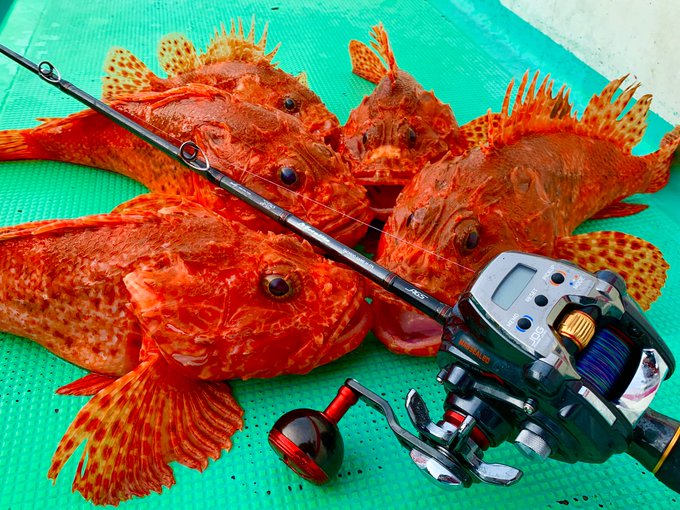 オニカサゴの特徴 見分け方 写真から探せる魚図鑑