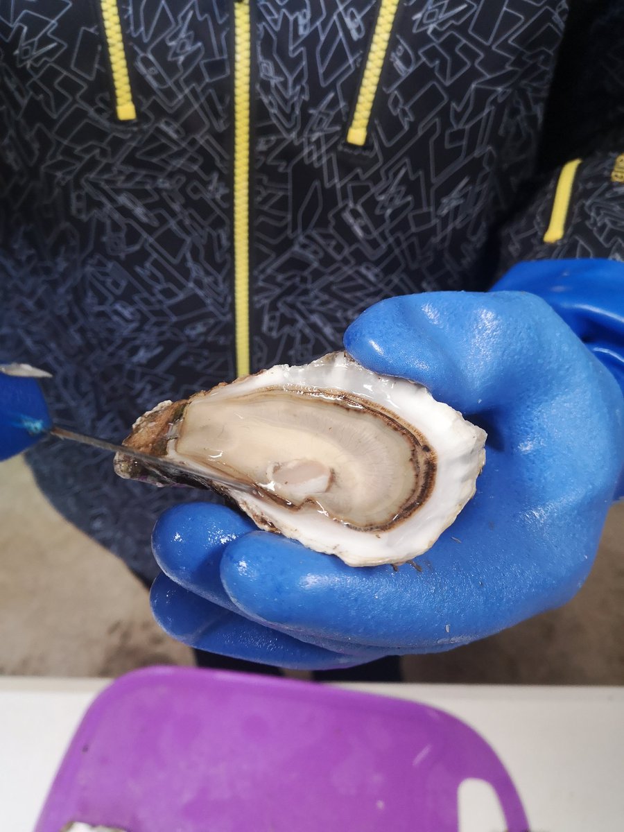 A #Connemara #Oyster stars in our #oysterfarmtour @AranConnemara @InaghLodge @CCCottages @Failte_Ireland @DiscoverIreland @renvylehse @ConnemaraCoast_ @BallynahinchCas @dromolandcastle