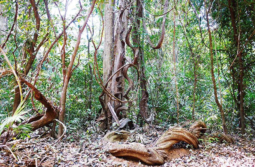 CivilSocietyIND's tweet photo. 80,000 indigenous trees face the axe in Goa's Western Ghats to make way for three infrastructure projects. Goa State Board for Wildlife members express serious concern over move. https://t.co/kE2VllgafH
#Goa #environment #westernghats #GSBW @goacm #wildlife https://t.co/Xw557Vab5k