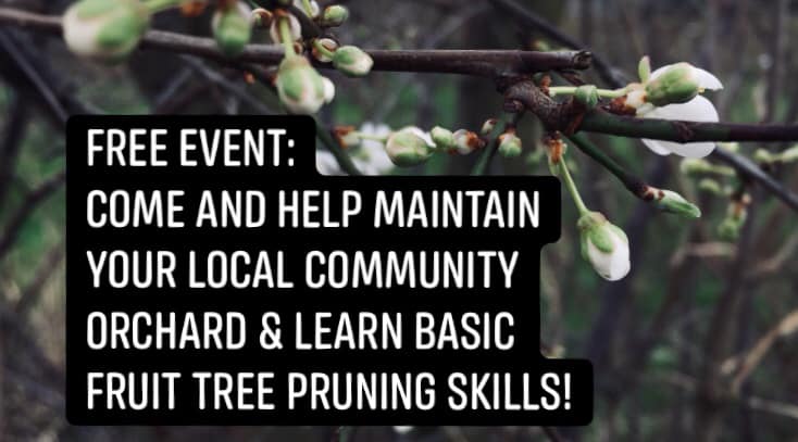Ever fancied learning how to #prunefruittrees?Now you can.  Browning Rd Comm Orchard in Banbury has approx 70 fruit trees in need a bit of TLC (weeding, distributing wood chip mulch &amp; fruit tree pruning). Kids welcome with adults.
facebook.com/events/s/help-…
#welovetrees #letsmakeO2