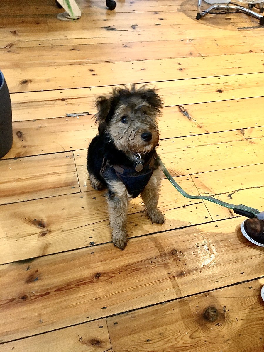 gmlcreative's tweet photo. Friday fun day! Dogs and cupcakes in the @rabblestudio today 👌👌👌🐶 #FridayFunDay https://t.co/Fp4tB0c81E