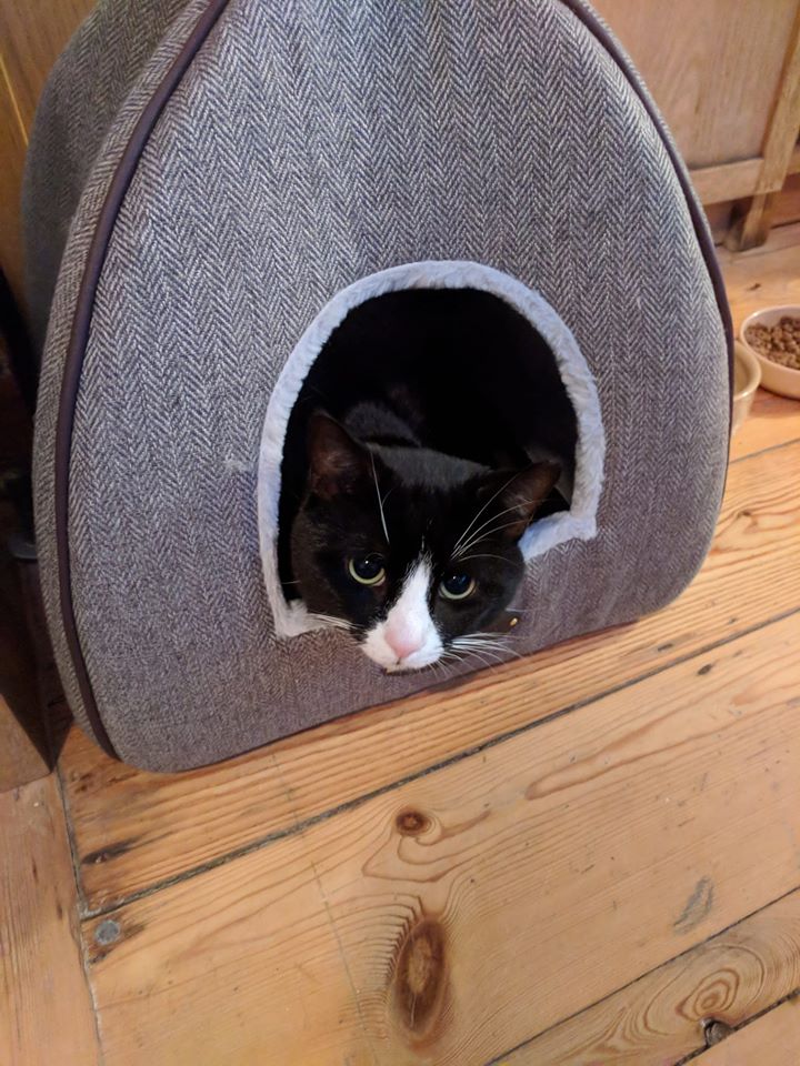 TheServiceDesk's tweet photo. Working from home today like Arthur? Find out how to access all our services remotely here https://t.co/3wrgT7rcIV #CatsofICT 🐱 https://t.co/JyN1mnVLPj