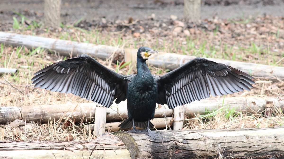 #カワウ #野鳥 #GreatCormorant #WildBirds