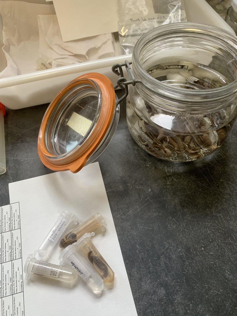 MCNBzoologia's tweet image. Reciclant material de laboratori. Una vegada els espècimens capturats en els nostres projectes de recerca de @museuciencies passen als seus contenidors de vidre permanents, allarguem la vida útil dels contenidors de plàstic amb un bany de pocs minuts #recicla #reutilitza