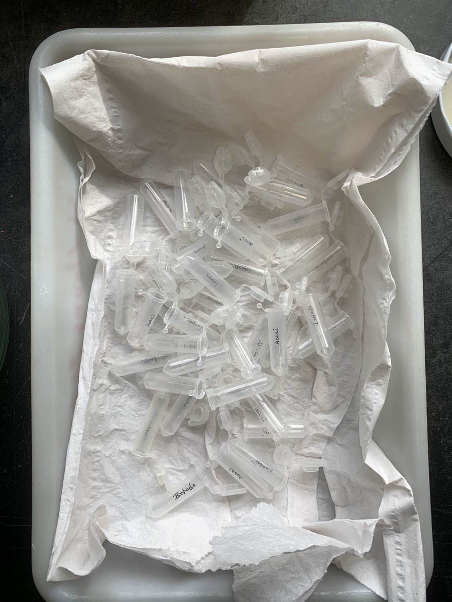 MCNBzoologia's tweet image. Reciclant material de laboratori. Una vegada els espècimens capturats en els nostres projectes de recerca de @museuciencies passen als seus contenidors de vidre permanents, allarguem la vida útil dels contenidors de plàstic amb un bany de pocs minuts #recicla #reutilitza