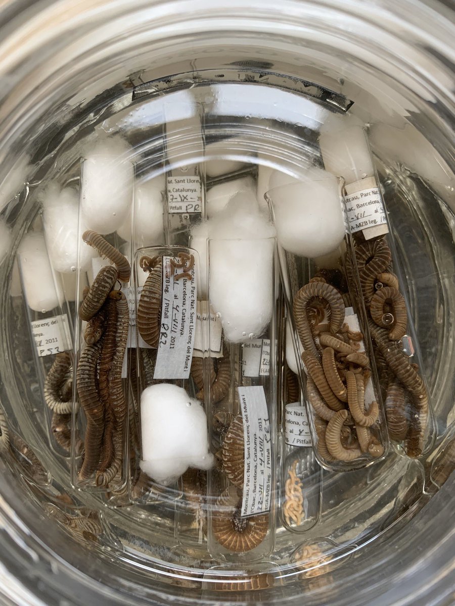MCNBzoologia's tweet image. Reciclant material de laboratori. Una vegada els espècimens capturats en els nostres projectes de recerca de @museuciencies passen als seus contenidors de vidre permanents, allarguem la vida útil dels contenidors de plàstic amb un bany de pocs minuts #recicla #reutilitza