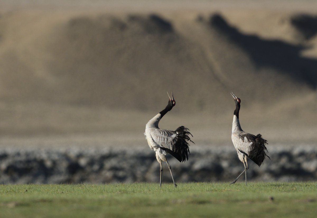 Migratory species 🐆🦉🐬🦅 connect people, nations & help maintain healthier ecosystems.🌎

To conserve & protect #MigratorySpecies, @BonnConvention #CMSCOP13 is all set to take place in Gandhinagar, Gujarat.

Stay tuned for more updates! #ForPeopleForPlanet 

📸: Siddharth Nair