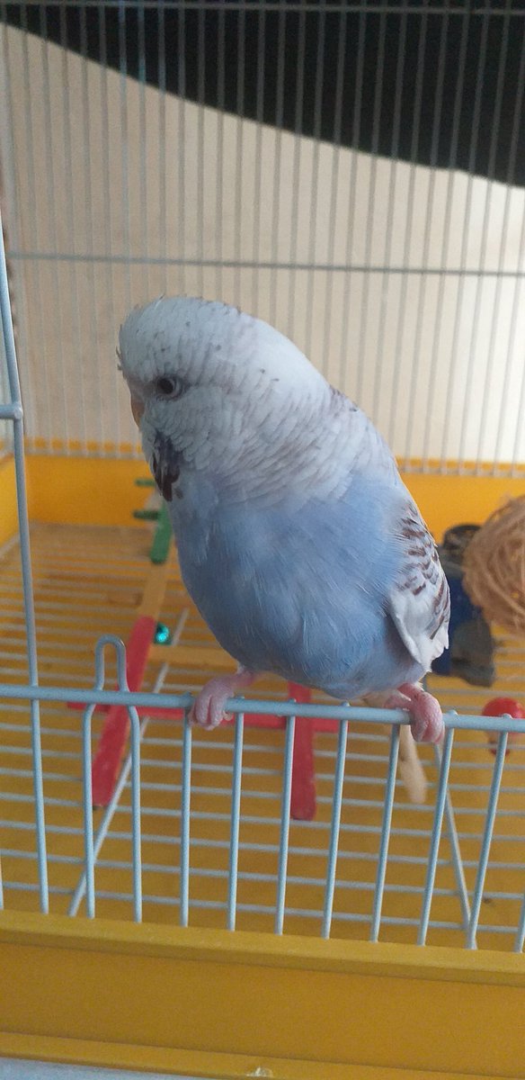 🕊
