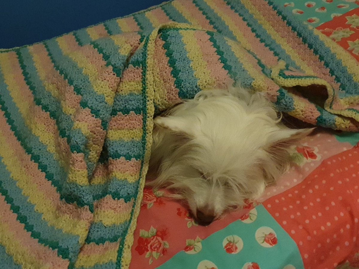 inezhawkwash's tweet photo. Me, comforting my dog now that I can let him into my room after recording and editing my podcast~ https://t.co/VMhy47KmtK