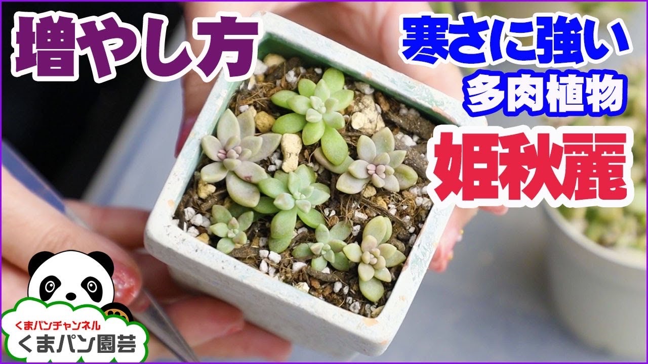 تويتر くまパン園芸 على تويتر 寒さに強い多肉植物 姫秋麗 の育て方 増やし方 くまパン園芸 T Co szam0mcw Via Youtube Succulents 多肉植物 Plants グラプトペタルム くまパン園芸 秋麗 T Co K4198rxwmw