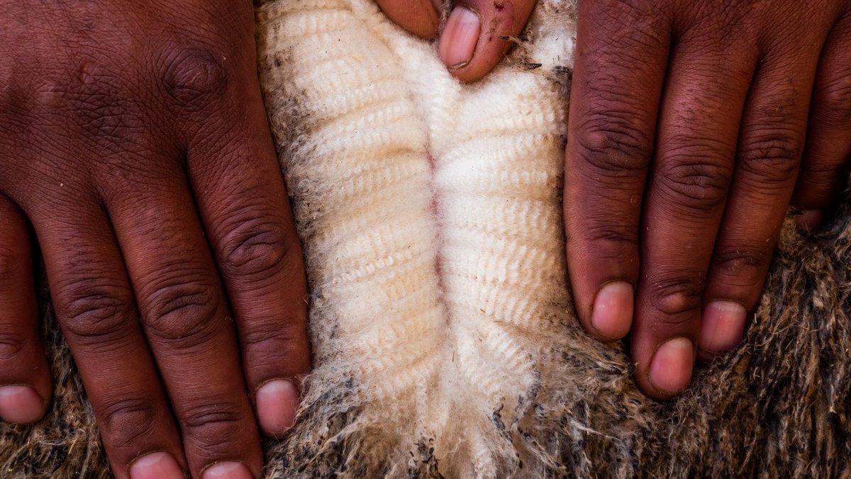MolatekSA's tweet photo. Wool growth and wool quality is highly dependent on the amount and quality of protein your flock is fed, as wool is made almost entirely of protein.
For a good quality protein supplement, check out our Molatek Wool Sheep Lick 28 here: https://t.co/nIEWO0MTmi
#woolsheep https://t.co/BmwF1pJF60