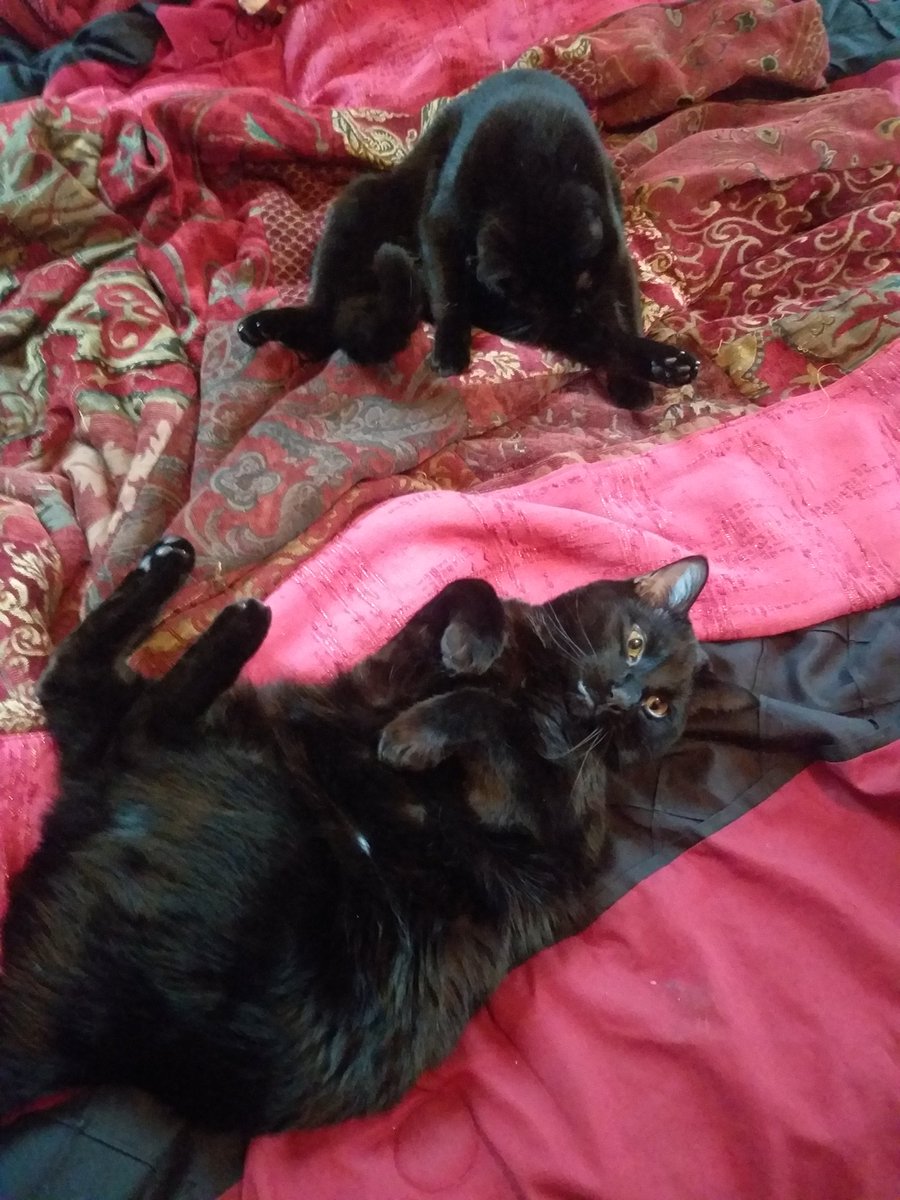 In the 60 seconds it took me to pee and wash my hands, these shitheads tag-teamed their Great Cookie Heist to swipe the cookie off the fridge, chew through all three freezer bags and the paper, and snarf the entire cookie, leaving just the chocolate chips on the rug.