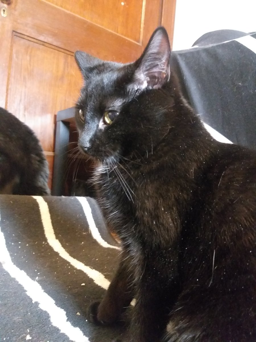 Stoned and full of regret and weed as she sits in the crumbs of her crimes  #CarmillaKitten