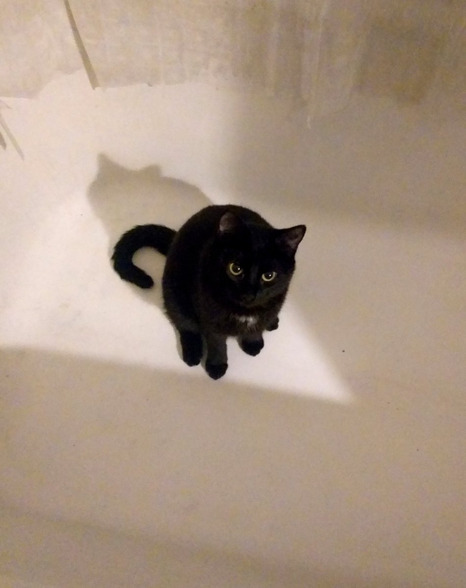 You know that feeling when you get a little too high and suddenly find yourself crying in a Taco Bell drive-thru at 2:17AM? Milla did that, but instead of a drive-thru it was behind the toilet, and in the bathtub, repeatedly.  #CarmillaKitten