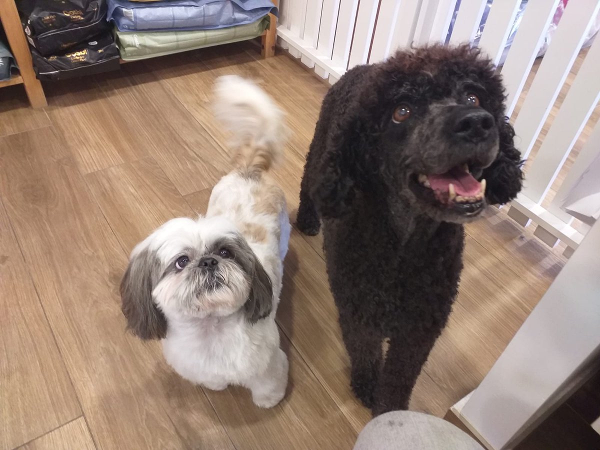 TailsMarbella's tweet photo. With these beauties, we wish you a happy Friday!!!🤩😍 

Con estas preciosidades os deseamos feliz viernes!!!❤️😍🐶 

#petgrooming #pets #cutedogs https://t.co/NzwEedCMSc