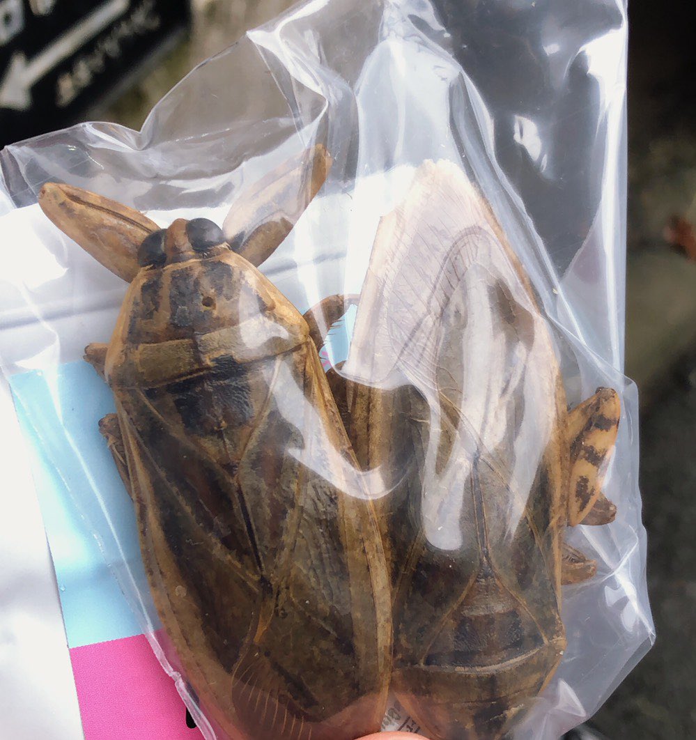 太田彩華 太田家 در توییتر 昆虫食は初めて タガメは 鈴湯さんが新大久保の自動販売機で買ってきてくれたもの 改めて日々食べているのもがどれだけ美味しいかよくわかった さようなら タガメよ 強く生きていってくれ いつかまた会おう 太田彩華 太田家 در توییتر 昆虫食は初めて タガメは 鈴湯さんが新大久保の自動販売機で買ってきてくれたもの 改めて日々食べているのもがどれだけ美味しいかよくわかった さようなら タガメよ 強く生きていってくれ いつかまた会おう