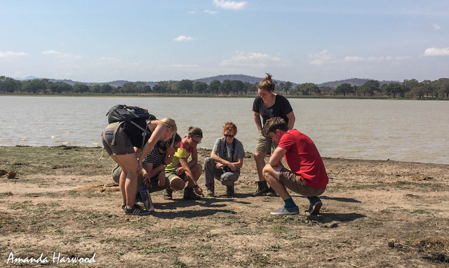 malawiwildlife's tweet image. We’re on #jobsearch for a #research coordinator to develop &amp;amp; oversee all LWT #researchprogrammes, including creating “off the shelf” research projects for our #volunteerplacement enquiries and managing students once in country.

lilongwewildlife.org/wp-content/upl… #charityjobs #lilongwe