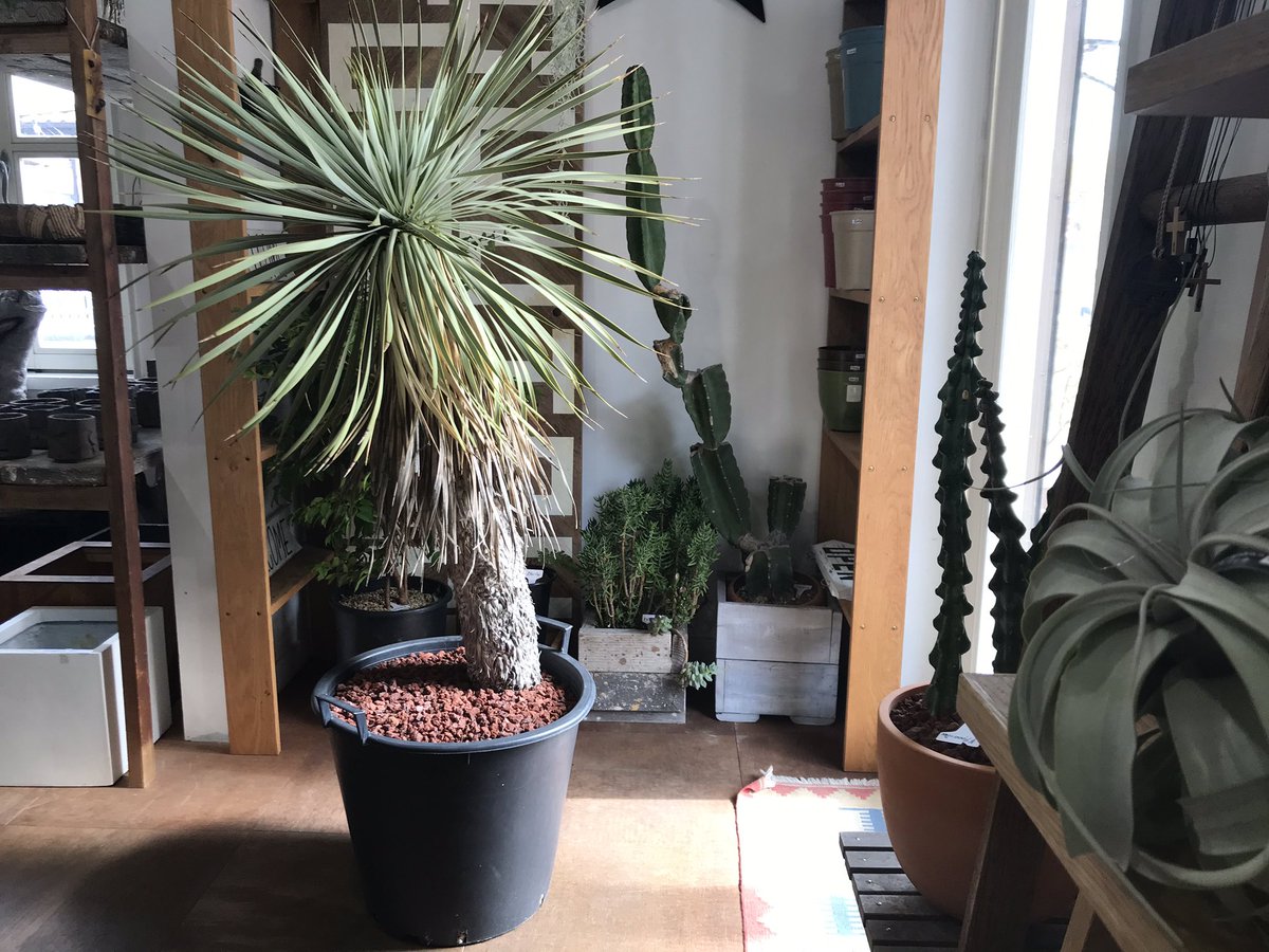 Clutch Furniture Twitter પર ユッカロストラータ 高さ1m40cmほど 横幅90cmほど Clutchfurniture クラッチファニチャー Kobe 神戸市 神戸市西区 ユッカ ロストラータ ユッカロストラータ ドライガーデン 庭木 鉢植え 植物のある暮らし T Co