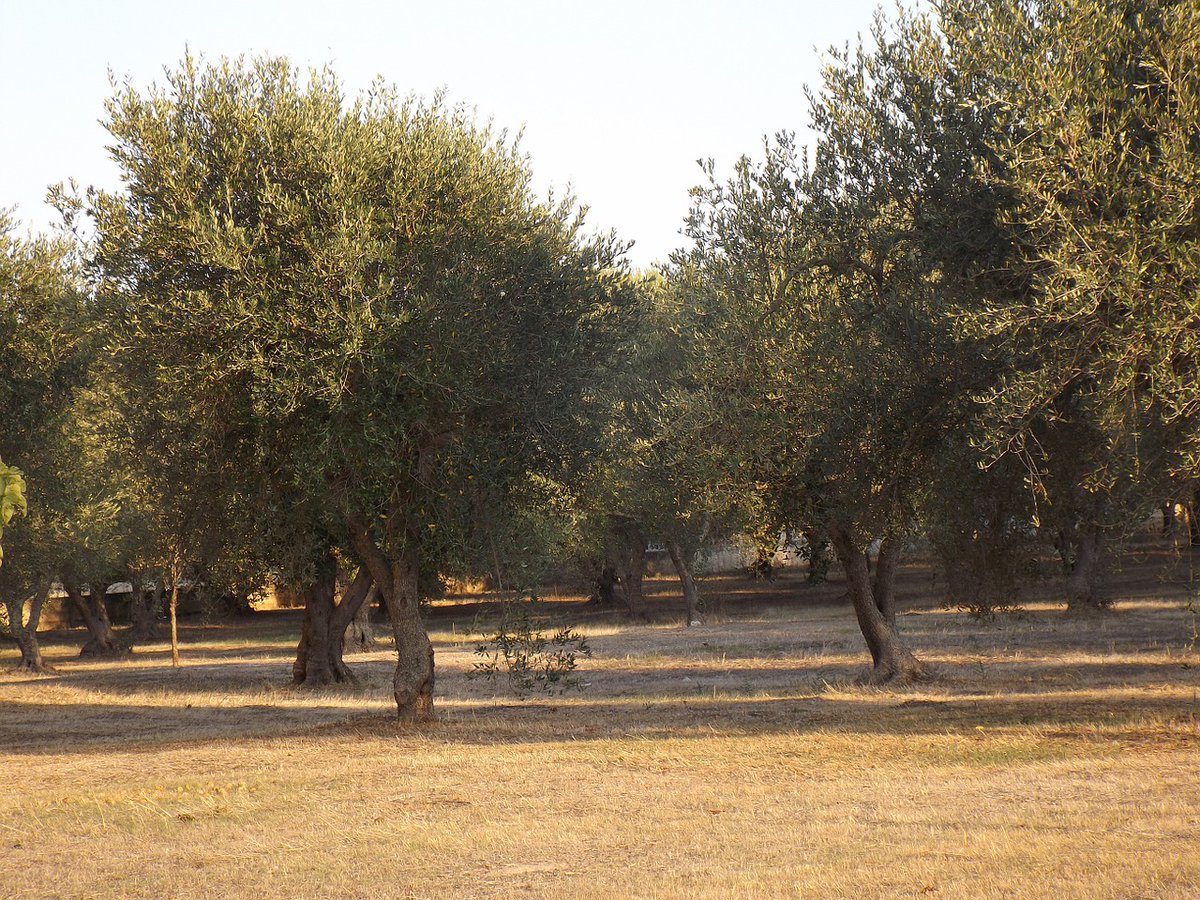 cultivagreen's tweet photo. La empresa asturiana @seresco ayudará al cultivo eficiente de #olivos en #Egipto con un sistema integrado de #IoT en la #nube 🌿 Contará con un presupuesto de más de 300.000€ y una duración de dos años #CIPOLIVE #agriculturadeprecisión https://t.co/S1lk08Ifrp vía @20m https://t.co/HQgtG3fUq4