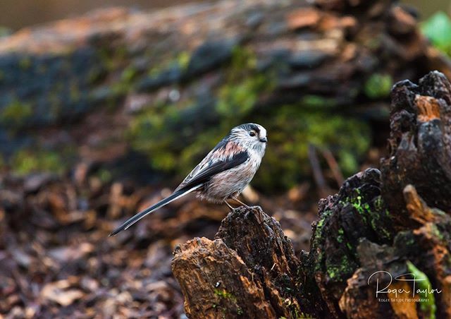 The Long Tailed Tit, these guys are little balls of joy. 
#woodlandbirds #birdsofinstagram #naturephotography #nature #wildlife #birds #bird #wildlifephotography #birdphotography #birdwatching #bird_brilliance #britishbirds #rspb #bbcspringwatch #ukwildl… ift.tt/2w0pgQB