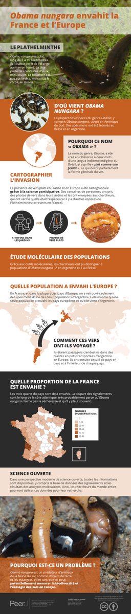 Plathelminthe4's tweet image. Notre travail sur l'invasion de la France par le ver plat invasif Obama nungara
Article: peerj.com/articles/8385/
Traduction en français: doi.org/10.7717/peerj.…
Et... joli infographique en français!
@ISYEB_UMR @INEE_CNRS @Le_Museum