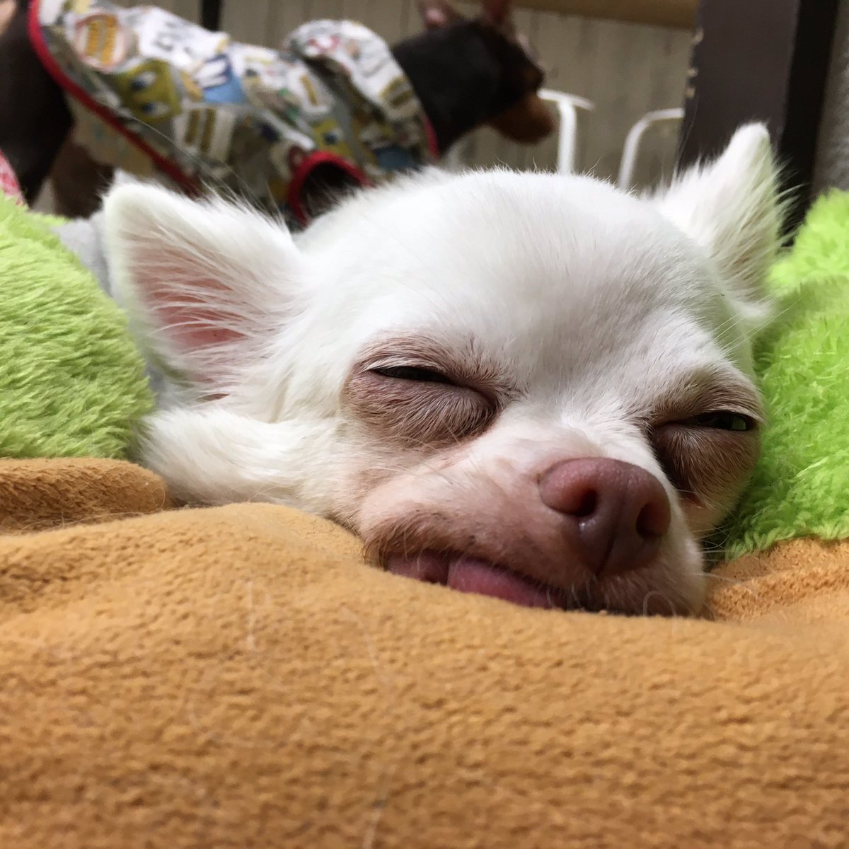保護犬カフェ 立川店 Twitterissa ベッドでぺったんこになって くつろぐルンチャ 寝ててもトレードマークの舌ベロは出しっぱなしです マイペースで おやつが大好きなルンチャにも 優しい家族のお迎えがありますように 保護犬カフェ 保護犬カフェ立川店 チワワ