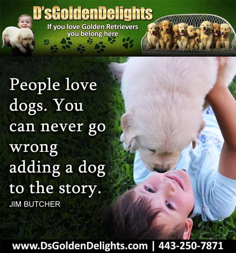 DsGolden_'s tweet image. People love dogs. You can never go wrong adding a dog to the story.
-Jim Butcher 
#dsgoldendelights
