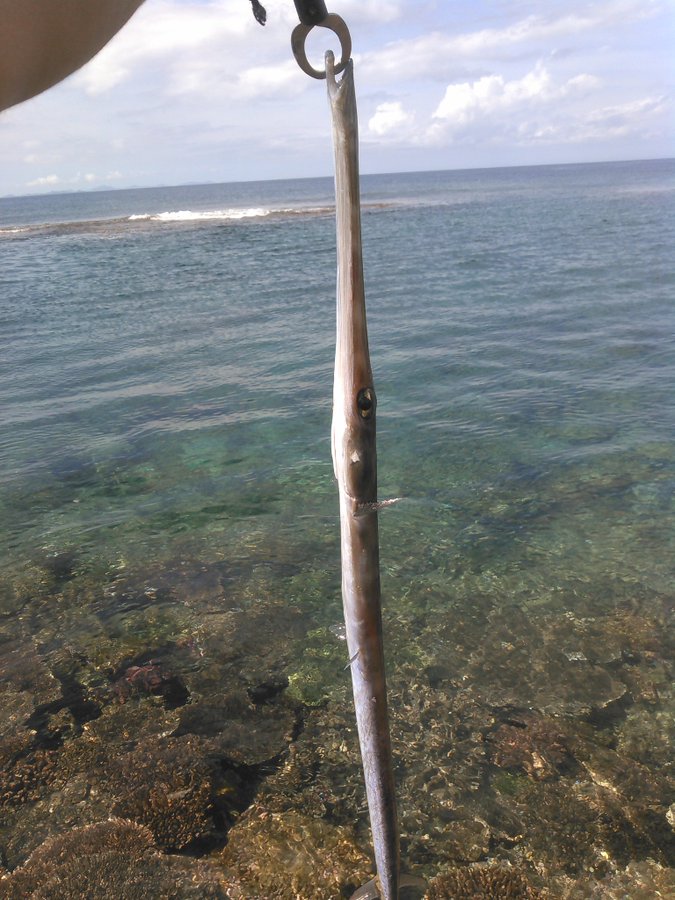 アオヤガラの特徴 見分け方 写真から探せる魚図鑑