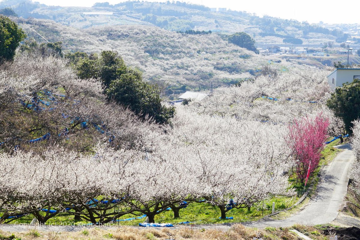 梅林 和歌山