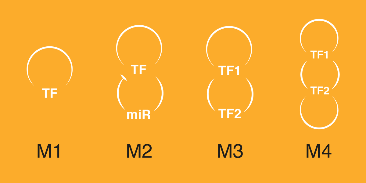 Latest preprint by <a href="/TomMinchington/">Tom Minchington</a> @samgriffjon decomposes gene regulation into simple motifs showing that dual feedback motifs (auto-regulatory TF+microRNA) are prevalent and thus could drive dynamic expression in many genes found in human.

biorxiv.org/content/10.110…