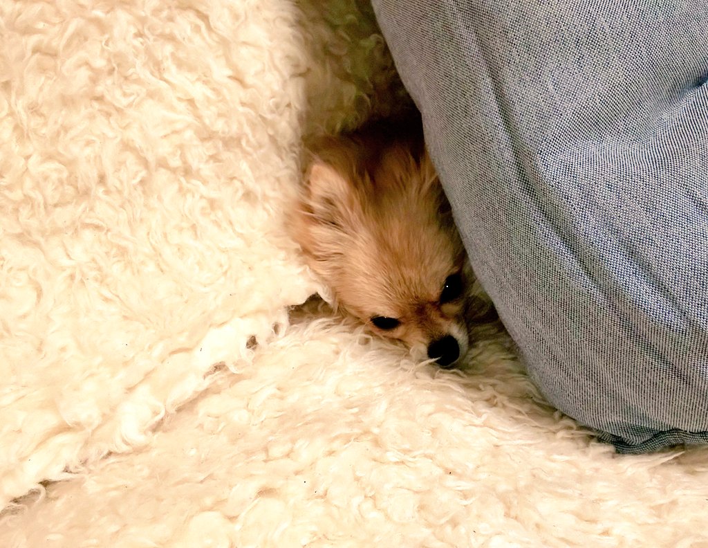 犬の画像 犬の画像
