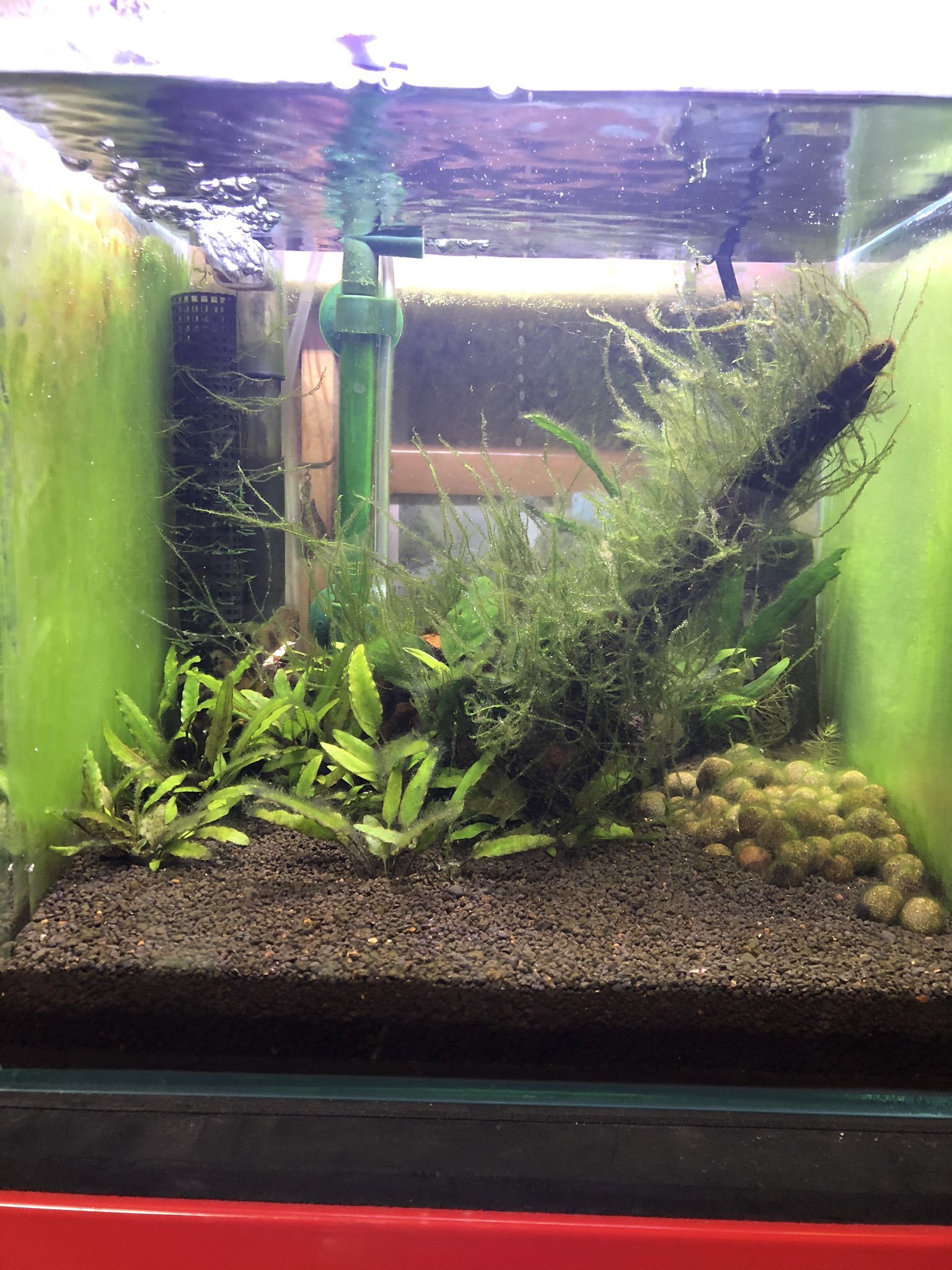 さしみ Al Twitter 拡散希望 皆さんのアドバイス意見お願いします レッドビーシュリンプ水槽 なのですが最近苔の量がすごく多くて困ってます 稚エビや抱卵個体もいるのであまりいじりたくないのですが何かいい方法はありますか 白カビも少し出てます フォロワー