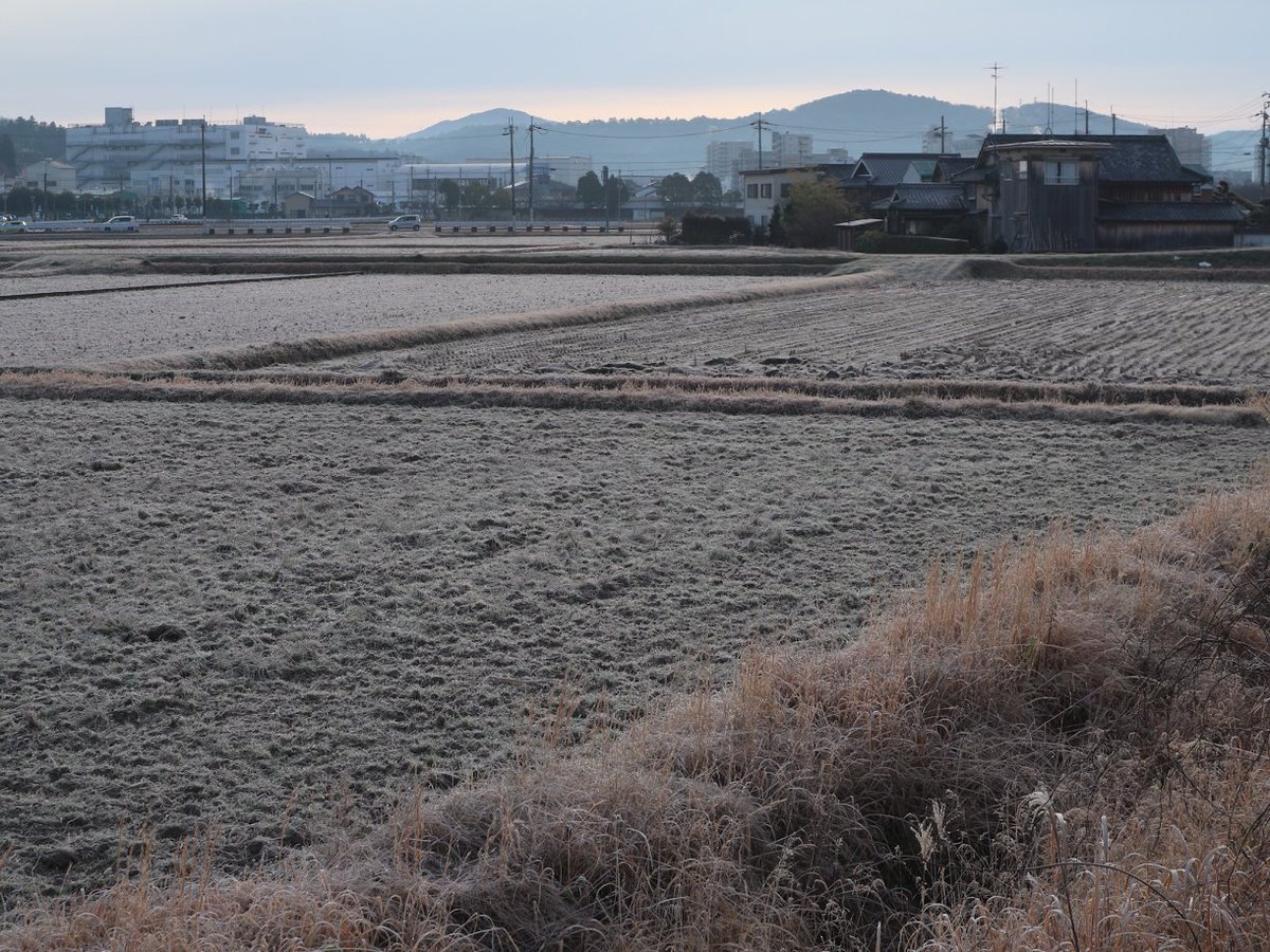 田んぼ新報 三田市 على تويتر 今冬一番の冷え込みとなった今朝の三田市の最低気温は氷点下5 1 例年氷点下8 から9 くらいまで冷え込むことを思えば高い数字かもしれませんが それでもやはり寒い一日でした 三田市 関西のシベリア