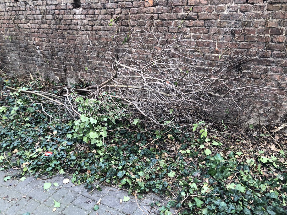 Grüne Schleife tweet media