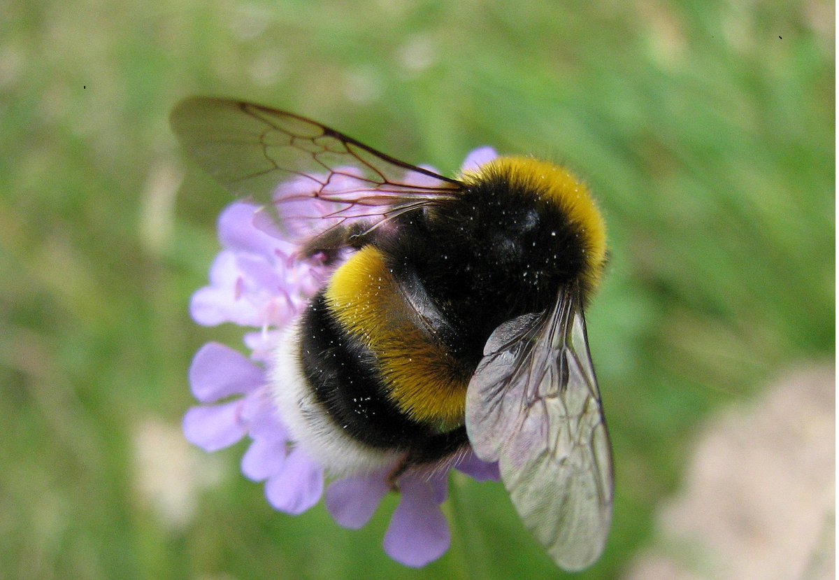 UCLLHL's tweet photo. Is the loss of #bumblebees driven by 'Climate chaos'? Dr Tim Newbold was featured in @BBCNews discussing his research and will speak on the topic at our Lunch Hour Lecture on 11 February https://t.co/1CcdS146ui #climatechange #climatechaos #UCLevents #UCLdiscoveries #UCLMinds https://t.co/NY52FtmUO5