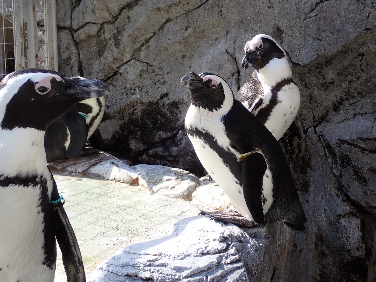 長崎ペンギン水族館 公式 على تويتر フンボルトペンギン マゼランペンギン ケープペンギン
