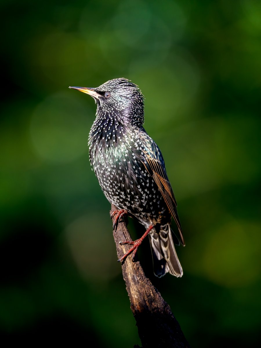 markccphoto's tweet photo. Starling portrait Hale New Forest UK @NewForestNPA  see "Camilla &amp; I"  Youtube @wildlife_uk @natures_voice @BirdGuides @BirdwatchExtra @britBirdLovers #wildlife #nature #photography @wildlifeuk @inature @NatureUK @Team4Nature #TwitterNatureCommunity @BBCSpringwatch @wildlife_id https://t.co/BBVzCVfwFp