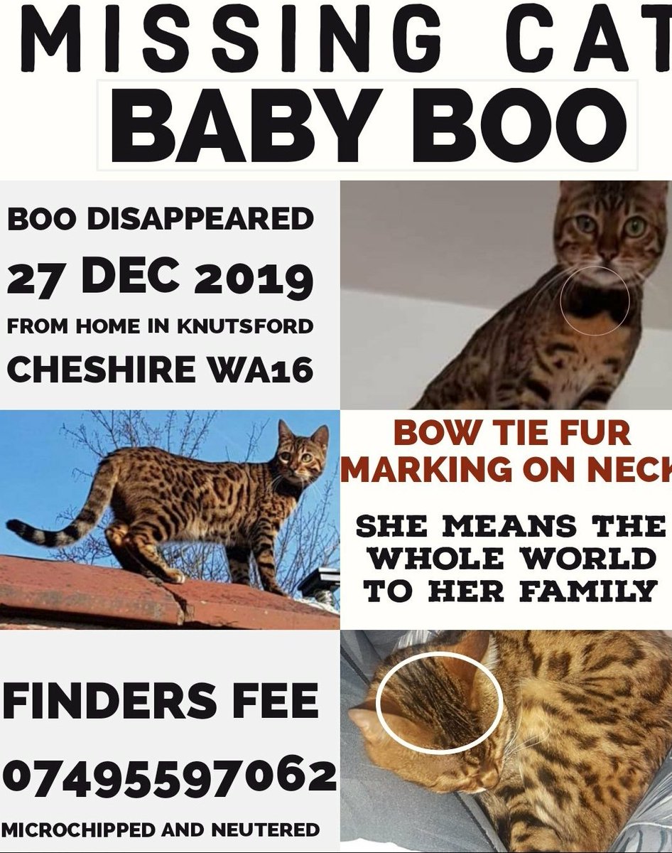 roseanna_swift's tweet photo. #Findbabyboo @DailyMailUK @Daily_Express #STOLEN @EstherMcVey1 @DefraGovUK #Manchester @SalfordCouncil #cats #CatsOfTwitter I ❤my Baby Boo more than the air I breathe x please help me to get her home safe 🐯❤ #England #Wales #Scotland #Cheshire #Help 😥💔💔 https://t.co/LB6hWU2kog