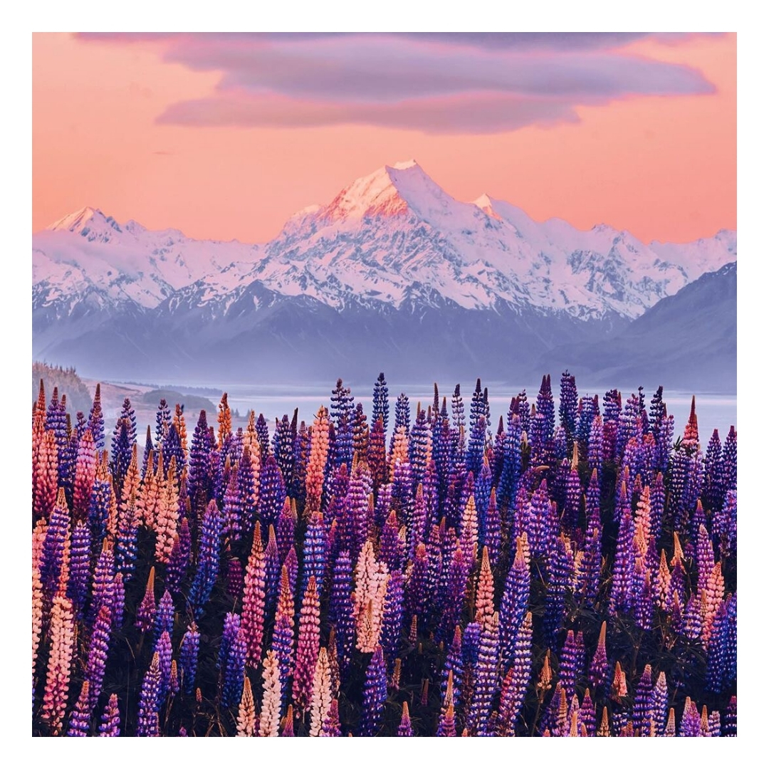 sourceofluxury's tweet photo. Continuing the pink vibes for today who can guess where this is? 

#pinkalldayeveryday #pink #foreverpink #luxurytravel #darlingweekend  #lifeofadventure #beautifuldestinations #sunset #passionpassport #ig_color #pinkskies #mountcook #mtcook #newzealand https://t.co/mElNB0nebq
