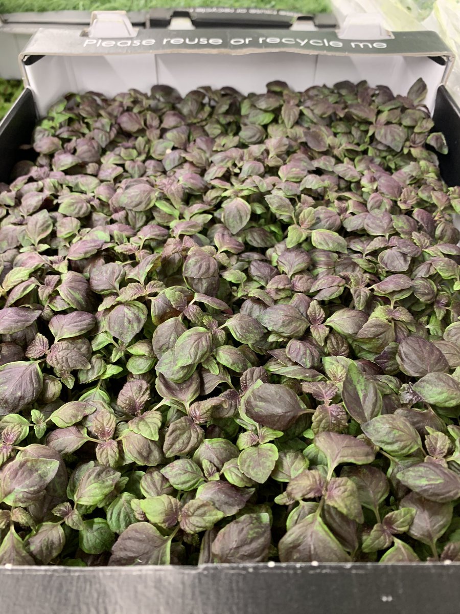 Shisho cress from the UK