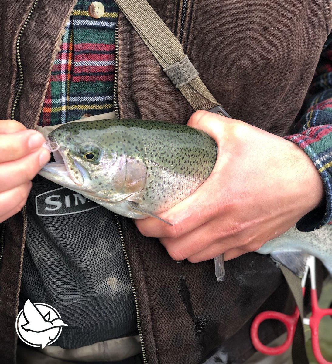 SpringValleyRGC's tweet photo. Cheers to a fishy weekend!
.
.
.
#SpringValleyRodAndGun #Arkansashunting #whatgetsyououtdoors #itsinmynature #Arkansas #fishingclub #flyfishinglife #flyfishing #catchandrelease #rainbowtrout #catchoftheday #anglers #troutfishing #simms #simmsfishing https://t.co/VSAwvOx2tg