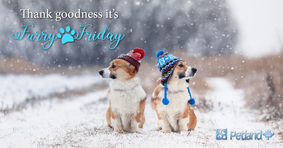 Furry Friday!☃️❄️